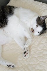 Cream Puff Bed