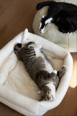Dubu Bed