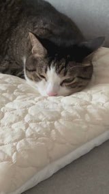 Cream Puff Bed