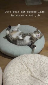 Pistachio Pudding Bed